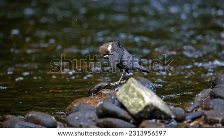 Eurasian dipper searching for food along the river