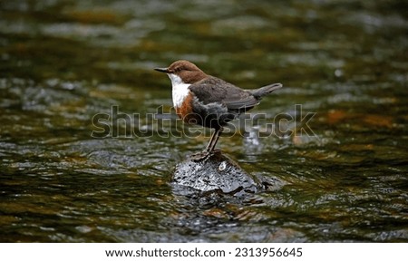 Eurasian dipper searching for food along the river