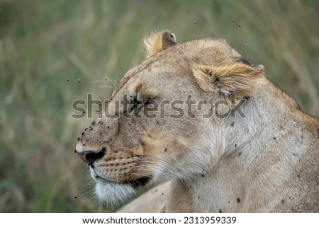 Photograph of the lion made in the Masai Mara Kenya