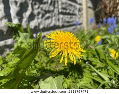 Sunflower picture taken in my Graden, stunning look