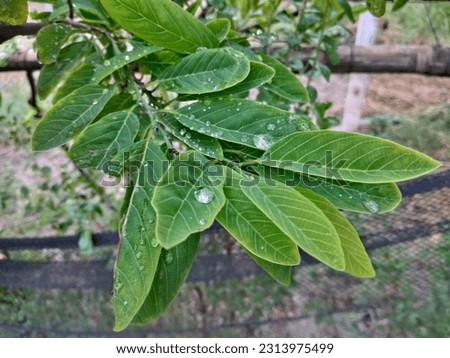 A close up of a leaf 
