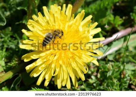 Bee on a dandelion flower