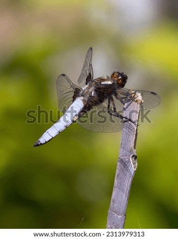 dragonfly sitting on a perch
