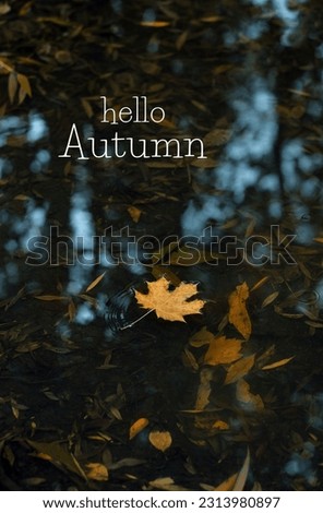 Hello Autumn. yellow maple leaf in dark water, abstract natural background. rainy day. autumn season. atmosphere image. symbol of fall time