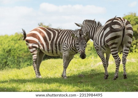 Two zebras stand side by side in a meadow. Striped mammals are animals of the horse genus. Conservation and protection of animals in Africa, Ethiopia.