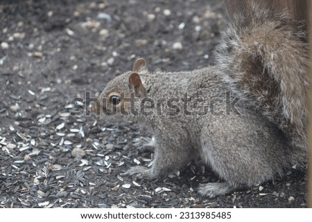 The top down, close up view of a chubby Eastern Gray Squirrel that is sitting in the dirt eating 100% black oil sunflowers.