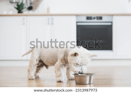 Close up view of adorable medium-sized Westie sniffing dog food left in bowl on wooden floor in kitchen interior. Energetic pet getting ready for active outdoor entertainment with beloved owner. Royalty-Free Stock Photo #2313987973