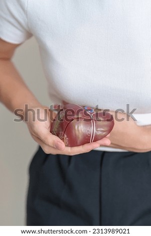 Woman holding human Liver anatomy model. Liver cancer and Tumor, Jaundice, Viral Hepatitis A, B, C, D, E, Cirrhosis, Failure, Enlarged, Hepatic Encephalopathy, Ascites Fluid in Belly and health Royalty-Free Stock Photo #2313989021