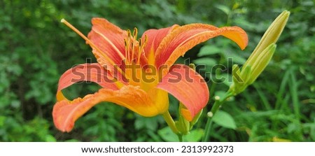 Orange Day Lily in Profile, Bushes in Soft Focus Background 