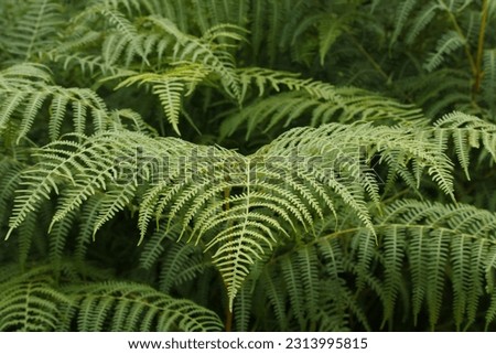 Filicopsida, fern plant forming pattern in full picture