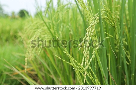 ID Foto Stok: 514926952

a selective focus picture of paddy rice in organic rice field

