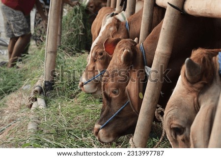 Cattle or cows are eating grass at the animal market during the preparation of the sacrifice on Eid al-Adha Royalty-Free Stock Photo #2313997787