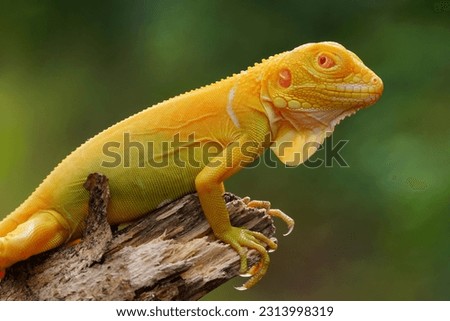 albino iguana on a branch, albino iguana, blue iguana, red iguana, frog,  Royalty-Free Stock Photo #2313998319