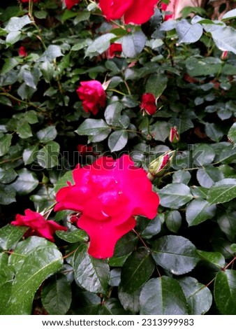Red rose bush high quality