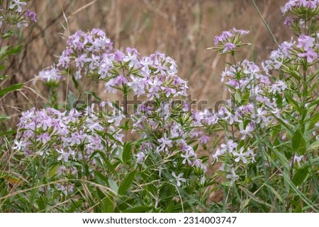 Botanical collection of useful plants, blossom of saponaria officialis or soapwort in summer on the nature