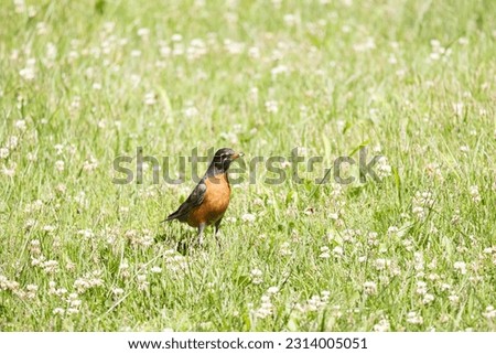robin bird in my yard and at a park