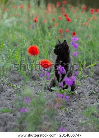pose of a beautiful black cat among poppy flowers and larkspur