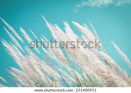 abstract softness white Feather Grass with retro sky blue background and space  Royalty-Free Stock Photo #231400951