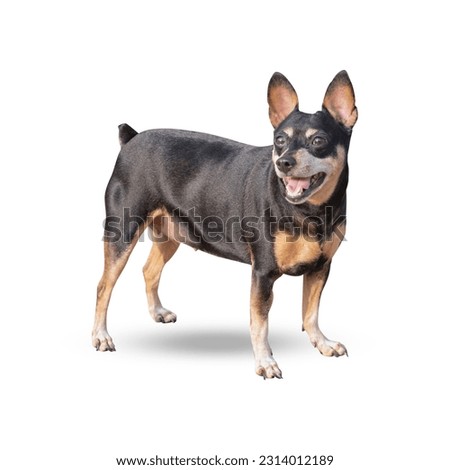 Miniature Pinscher isolated on white background Royalty-Free Stock Photo #2314012189
