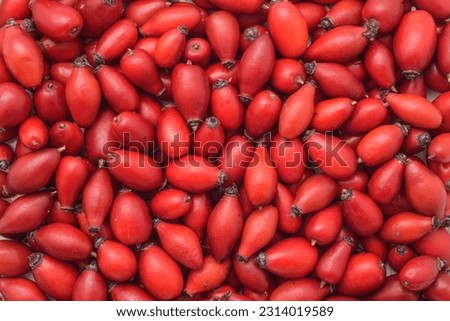 Background of fresh dog rose berries (Rosa Canina), rosehips, rose haw or rose hips, rose heps. Royalty-Free Stock Photo #2314019589