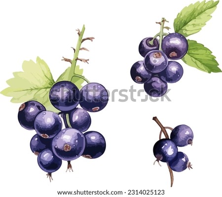 Black currant clipart, isolated vector illustration. Royalty-Free Stock Photo #2314025123