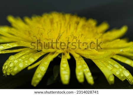 Yellow dandelion flower after rain in its natural environment