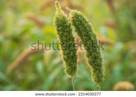 
 millet spike with Shallow depth of field. selective Focus