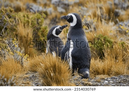 Magellanic penguins in Patagonia Argentina.