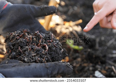 A gardener wearing gloves holding a clump or ball of healthy dark soil loaded with earth worms composing food scraps. A student or collegue pointing at the active invertebrates. 