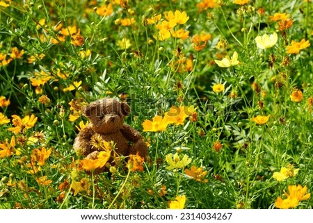 Little bear sitting yellow orange cosmos field. Happy teddy bear in the park. Teddy Bear toy alone in the garden. 