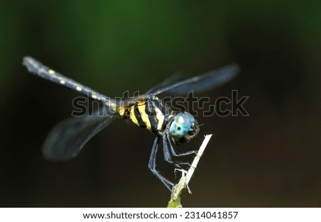 macro photo of dragonfly in nature. Dragonfly photo details.