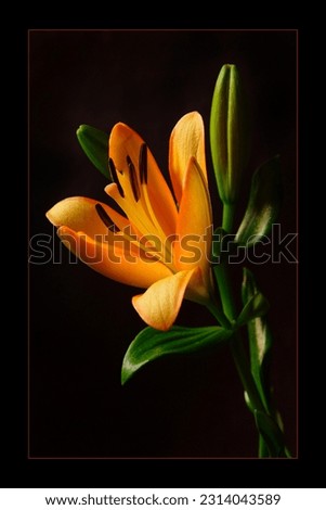 closeup of an Ilium flower using extension tubes Royalty-Free Stock Photo #2314043589