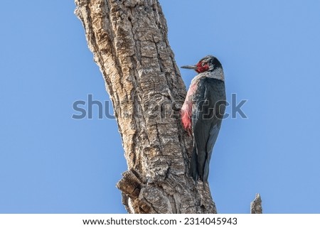 The strikingly colorful Lewis's Woodpecker Melanerpes lewis perched vertically on the tree trunk against the bright blue sky