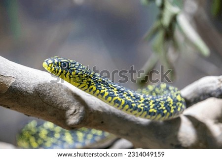 the king ratsnake (Elaphe carinata) is a species of Colubrid snake found in Southeast and East Asia.
An active, predatory snake that eats everything from beetles to birds to snakes.