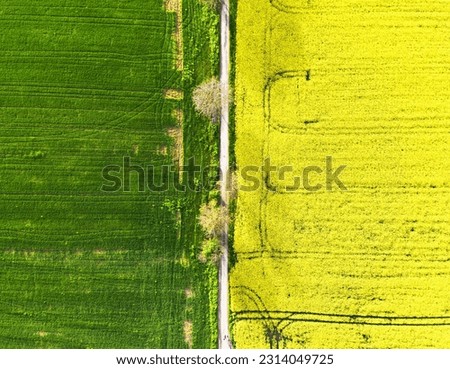 Rape field and green wheat field with tree, abstract drone shot