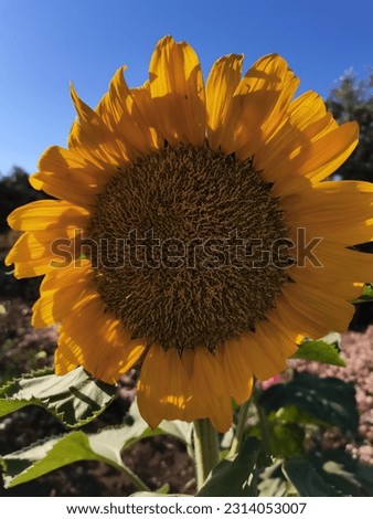 Sunflowers pictured closely in jordan