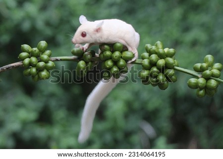 A young albino sugar glider is foraging on a branch of a robusta coffee tree. This mammal has the scientific name Petaurus breviceps.