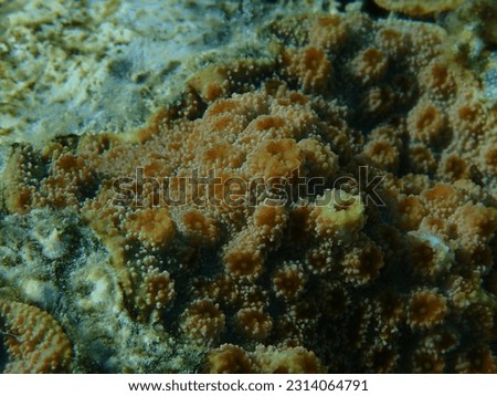 Hedgehog coral (Echinopora lamellosa) close-up undersea, Red Sea, Egypt, Sharm El Sheikh, Nabq Bay