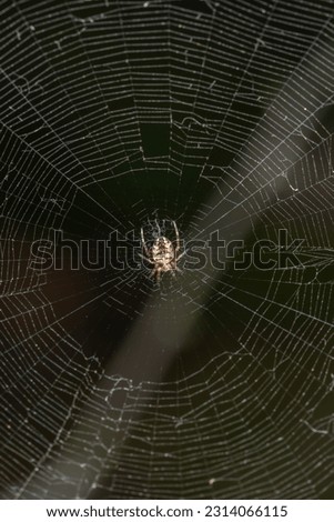 Cross spider on a web on a black background macro photography. European garden spider waiting for prey close-up photo.