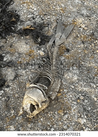 Boney remains of dead fish on the shore Royalty-Free Stock Photo #2314070321