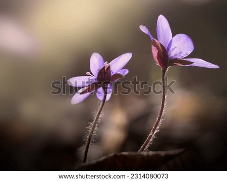 A delicate and elegant image of Hepatica nobilis, liverleaf or liverwort. Blooming wild violet flowers dance in the spring forest.
Beautiful plants in detail on a soft blurred interesting  background.