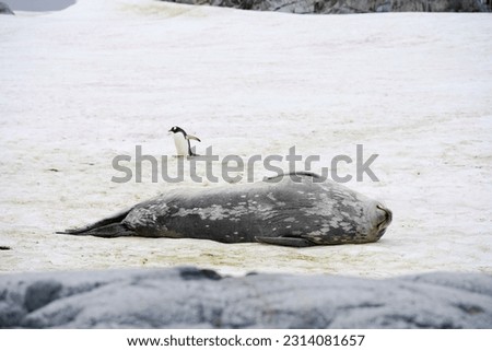 Penguin walking by seal in Antarctica
