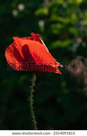Backlit red poppy flower, displaying intricate petal details, glowing in the soft light