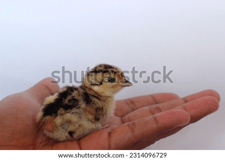 the chick of ring necked pheasant on white background 