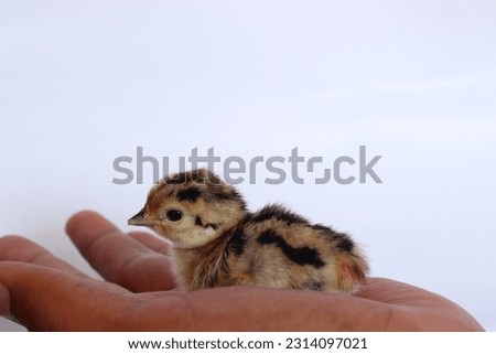 the chick of ring necked pheasant on white background side view