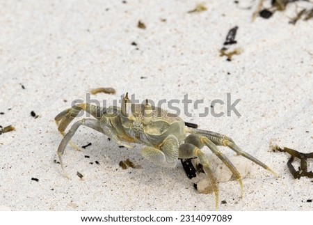 The Ghost Crab is an active scavenger of the surf line. Their eyes are on top of foldable stalks, and they are quick to react to any signs of danger.