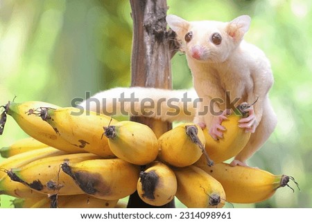 A young sugar glider eating a ripe banana on a tree. This mammal has the scientific name Petaurus breviceps.