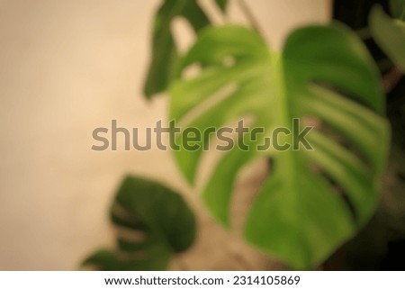 Defocus abstract background of monstera leaf