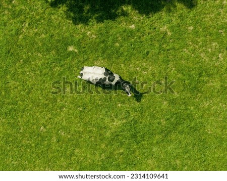 Aerial view of cow on green meadow in summer. Royalty-Free Stock Photo #2314109641
