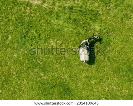 Aerial view of cow on green meadow in summer.
